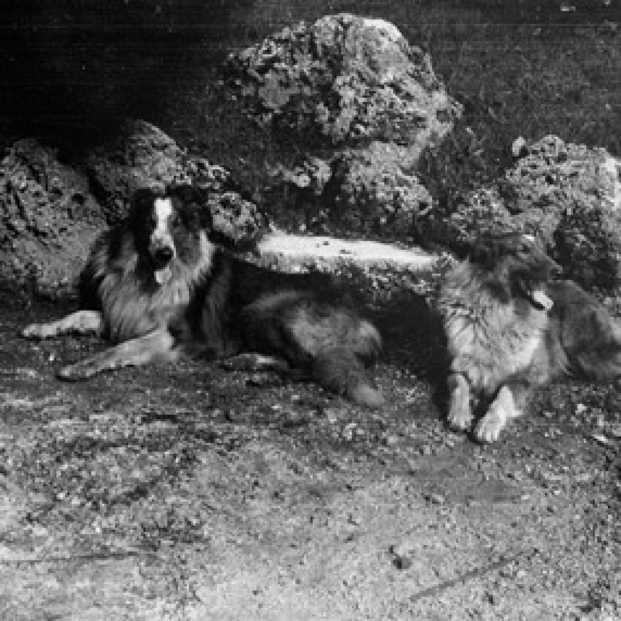 Collies_Ermenegildo_Zegna_f