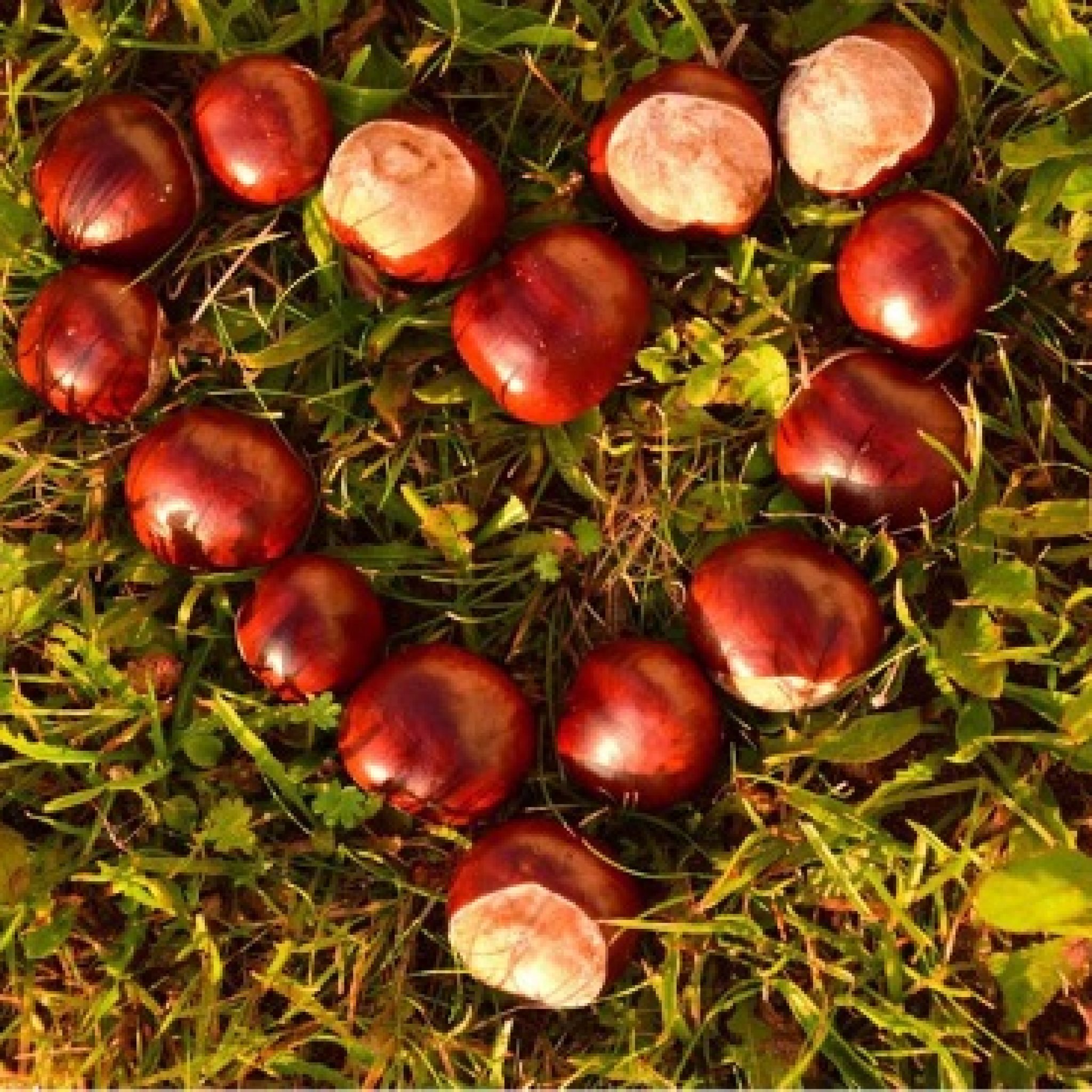 Giornate fai d'autunno