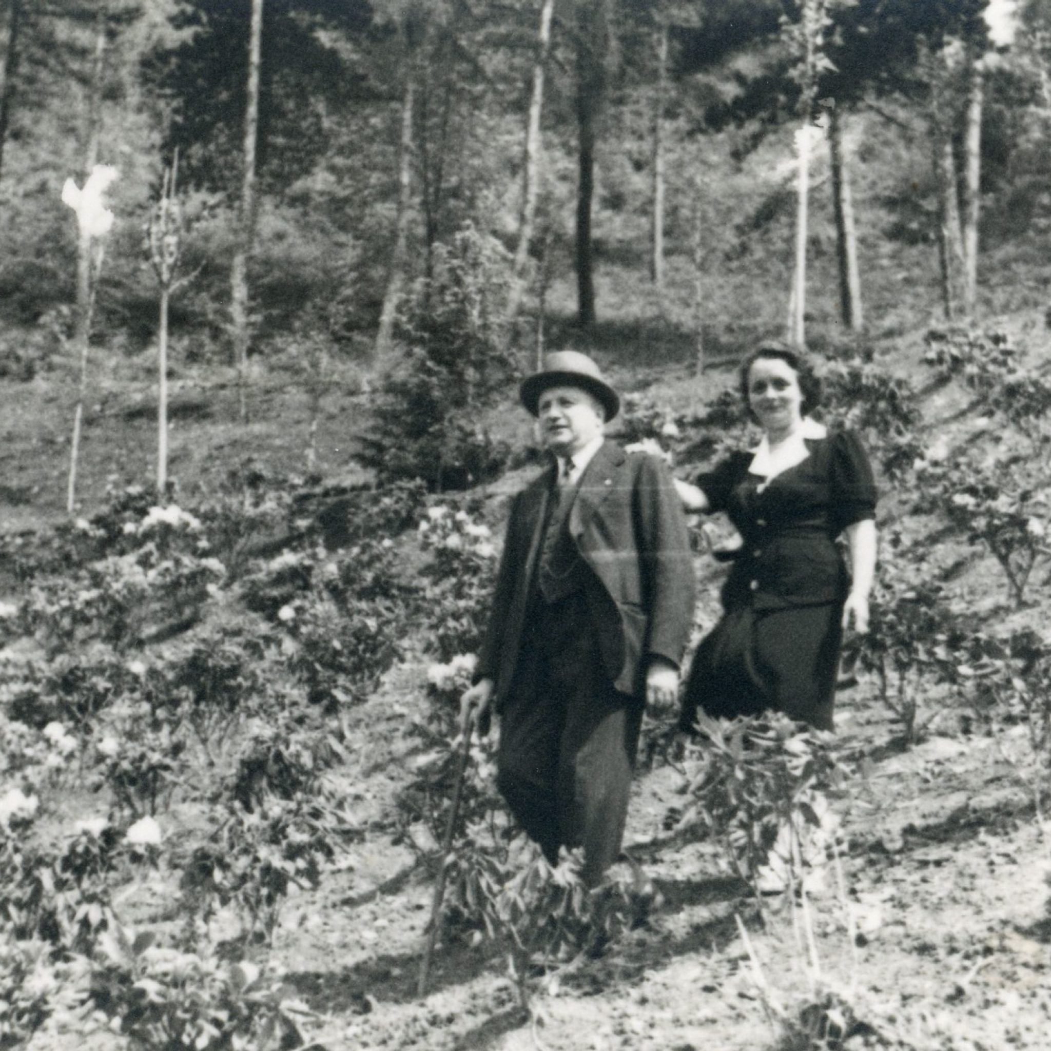 rododendri ermenegildo zegna